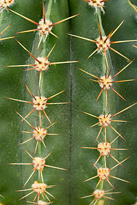 仙人掌纹理植物学白色沙漠生长植物叶子肉质宏观尖刺绿色图片