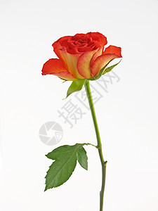 红玫瑰美丽红色玫瑰图片