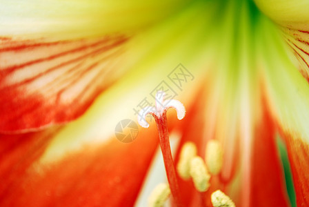 鲜花特写黄色雌蕊植物宏观橙子花园花朵背景图片