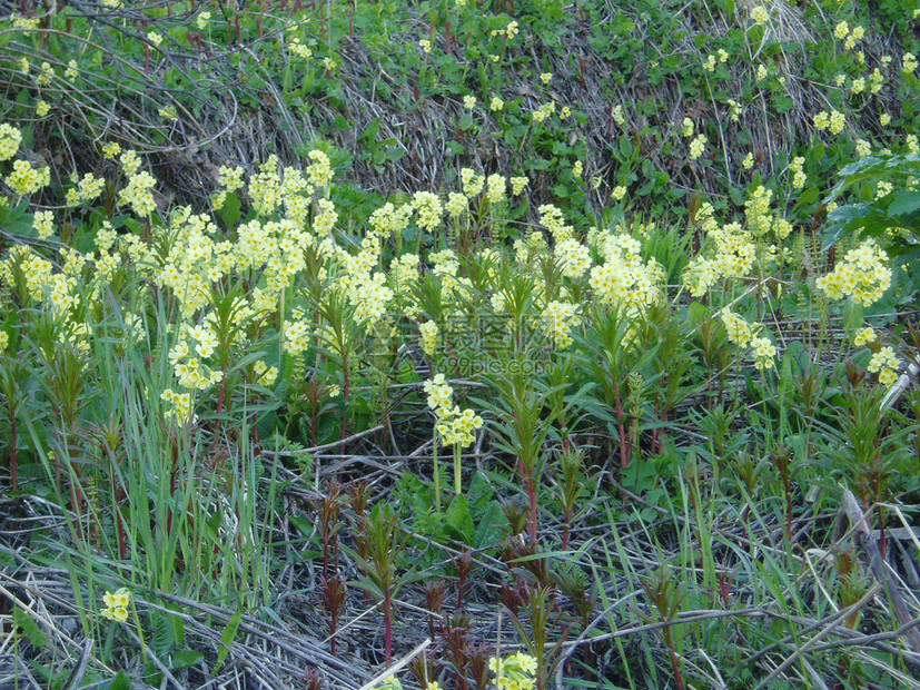 普里穆拉草地植物植物学季节性花朵黄色花瓣季节图片