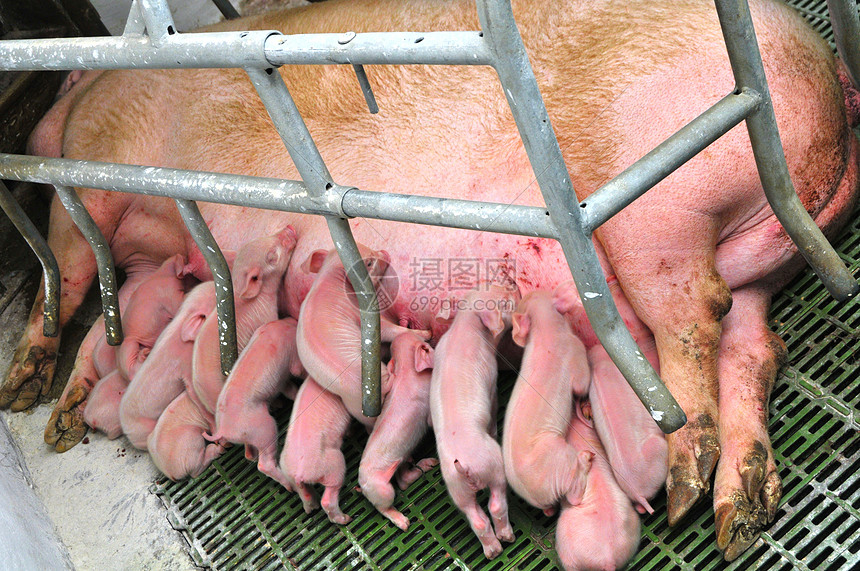 婴儿猪摊位动物胸部乳房食物市场母猪干草农场妈妈图片