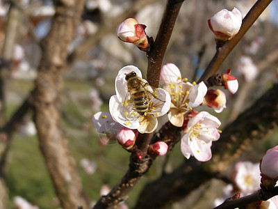 从花朵中采蜜蜜蜂杏子水果桃子花蜜背景图片