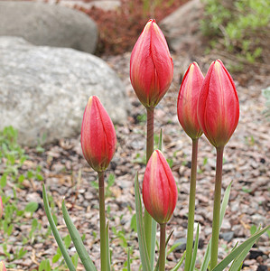 野生郁金香季节性花坛花瓣季节荒野阳光花园植物晴天红色图片