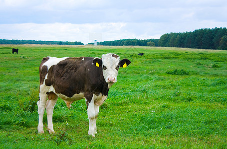牛栏中的公牛动物草地绿色奶牛土地城市乡村小牛农场天空图片