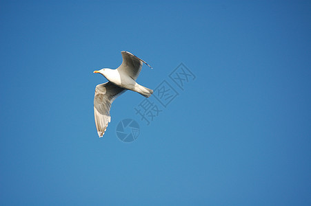 海鸥蓝天背景图片