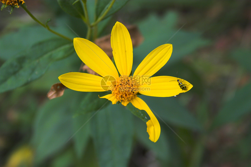 花朵上的臭虫叶子草原场地昆虫黄色漏洞植被绿色宏观草地图片