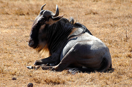 野生动物大草原哺乳动物荒野牛羚生态角马图片