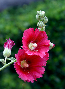 植物 鲜花 霍利霍克棋盘花朵季节花红色龙花红花绿色普花草本植物绿叶图片