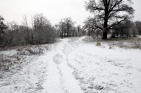 冬天树木季节降雪天气场景场地国家雪景冻结小路图片