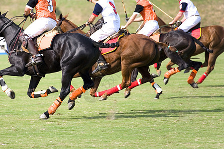 波罗波玩家俱乐部团队马匹马术青少年游戏小马男人运动图片