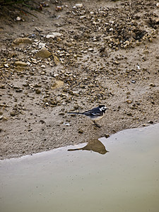 或白瓦格塔野生动物鹡鸰航班捕食者动物群飞行翅膀鸟类栖息地生态图片