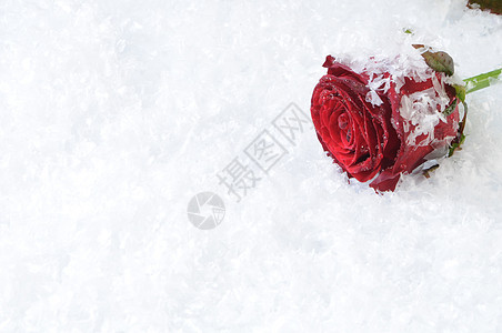 红玫瑰园艺花束宏观粉色红色礼物叶子白色花园玫瑰图片