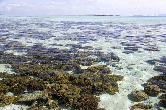 低潮珊瑚岛屿海葵海胆海景风景热带生活海滩海岸海洋图片