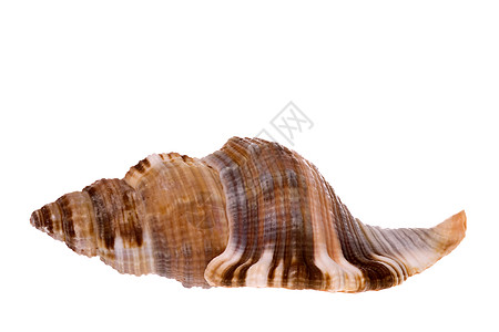 海壳壳贝壳海滩海洋生物异国食物蜗牛海岸线宏观贝类热带图片