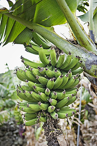 一群香蕉绿色种植园食物高清图片