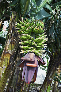 一群香蕉种植园绿色食物图片