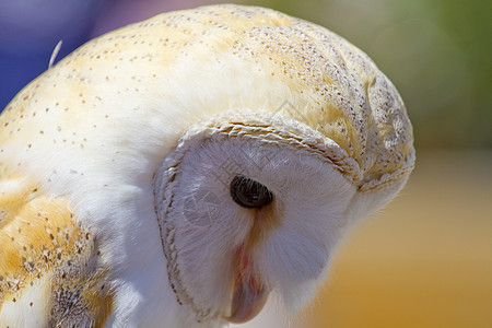 猫头鹰肖像白头鹰生物智慧眼睛鸟类小动物羽毛学习猎人动物园图片
