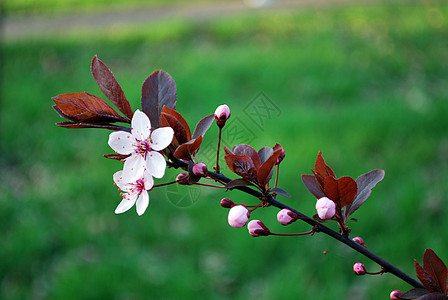 粉红花季节白色绿色分支机构植物天空水果图片