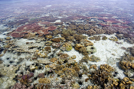 低潮珊瑚息肉热带海洋海葵水族馆生活海滩海岸海景风景图片