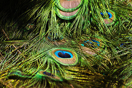 孔雀舞蹈身体野生动物羽毛仪式眼睛动物园荒野蓝色金子图片