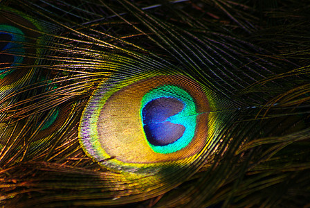 孔雀动物园羽毛身体野生动物仪式荒野尾巴金子蓝色照片图片
