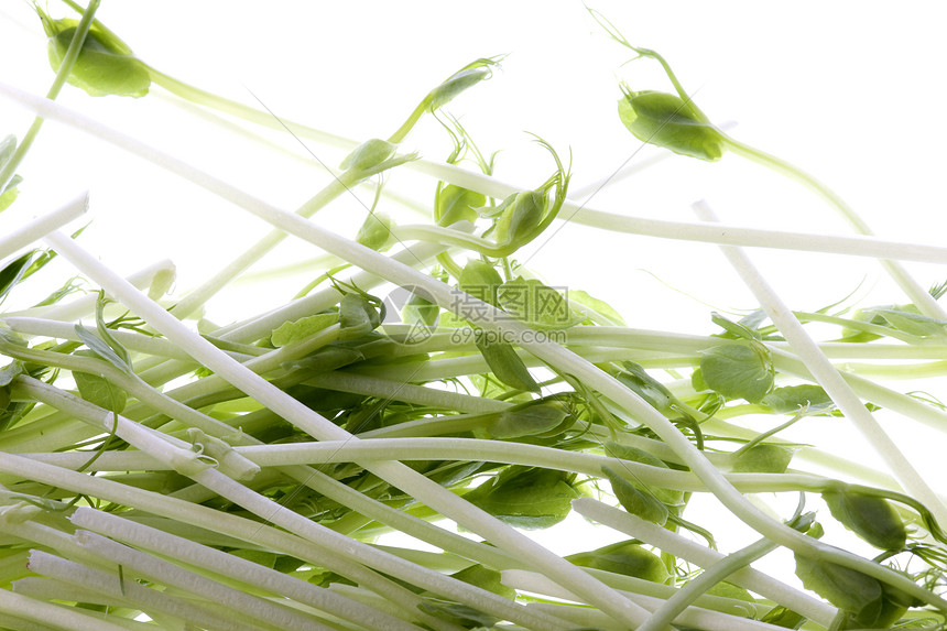 有机皮豆芽红色健康饮食宏观营养生产蔬菜豆类食物豆子图片