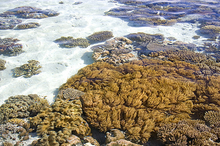 低潮珊瑚海景水族馆热带风景海胆海滩海洋海葵海岸生活图片