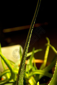 单体肺炎叶子凝胶洗剂维生素植物草本植物身体愈合宏观化妆品图片