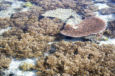 低潮珊瑚风景海景海胆海滩生活水族馆热带海洋息肉海岸图片
