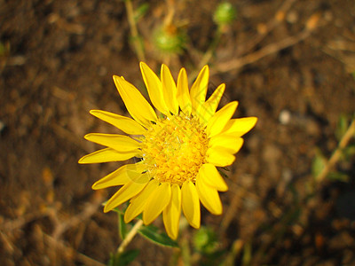 黄玉花阳光太阳植物宏观阳光照射季节分支机构时间团体花园图片