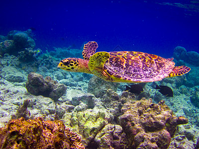 乌龟像飞翔一样游泳旅行热带濒危生活荒野爬虫野生动物阳光气候潜水图片