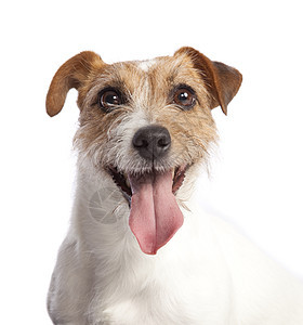 杰克鲁赛尔泰瑞尔微笑白色眼睛棕色毛皮猎犬工作室动物哺乳动物舌头小狗图片