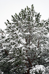 冰冻松松 复活节下雪了背景图片