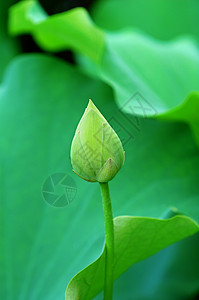 莲花芽百合树叶花园花萼灌木叶子植物情调生物学繁荣图片