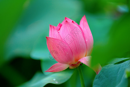 莲花花园繁荣植物学情调荷花灌木核桃属百合树叶花瓣图片