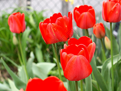 Tullip 郁金植被红色绿色植物背景图片