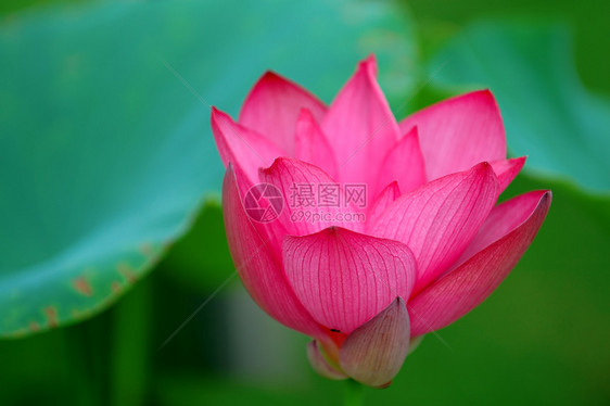 开花花花园灌木核桃属百合植物异国风化软垫花瓣繁荣图片