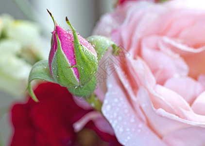 玫瑰芽粉色背景图片