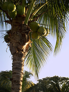 椰子树热带树叶椰子亚热带绿色晴天叶子棕榈背景图片
