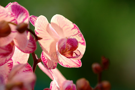 白兰花繁荣芦荟叶子温室植物学生态生物学栽培杓兰花园图片