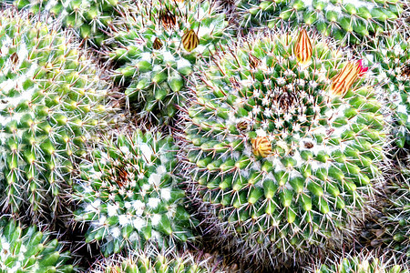 Cacti 仙地沙漠尖刺季节性肉质园艺绿色花园花瓣植物衬套植物学高清图片素材