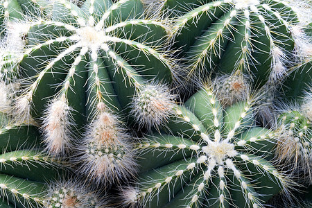 Cacti 仙地衬套植物群花园绿色花瓣植物肉质荆棘植物学季节性图片