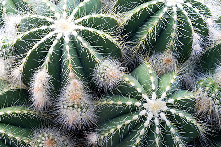 Cacti 仙地衬套植物群花园绿色花瓣植物肉质荆棘植物学季节性园艺高清图片素材