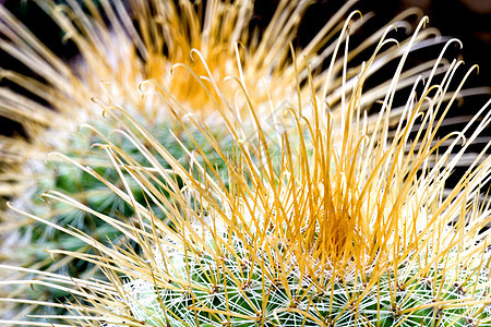 Cacti 仙地肉质花瓣植物学干旱植物荆棘园林多刺衬套沙漠尖刺高清图片素材