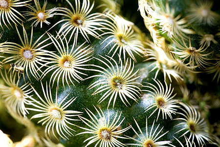 仙地植物群尖刺花园肉质绿色花瓣衬套干旱园艺植物学图片