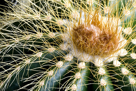 仙地多刺花瓣园艺季节性绿色沙漠荆棘植物学肉质植物自然高清图片素材