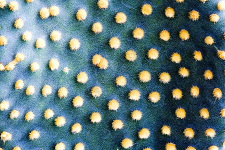 仙地绿色花园肉质尖刺园艺干旱荆棘植物学衬套多刺春天高清图片素材