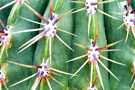 仙地荆棘绿色园艺干旱尖刺衬套植物植物学沙漠肉质季节性的高清图片素材