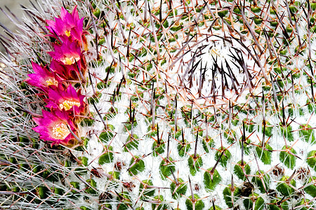 流动仙人掌园艺沙漠尖刺荆棘植物学衬套植物群肉质季节性绿色花的高清图片素材