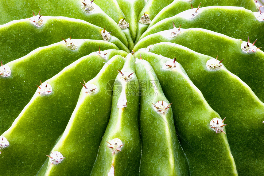 仙地绿色荆棘花园植物学园艺衬套干旱尖刺沙漠肉质